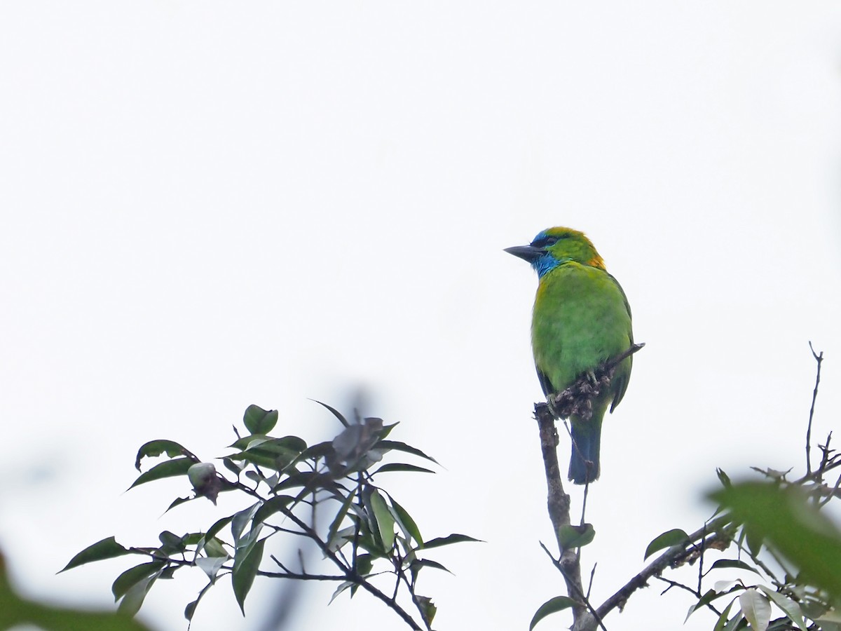 Golden-naped Barbet - ML641131976