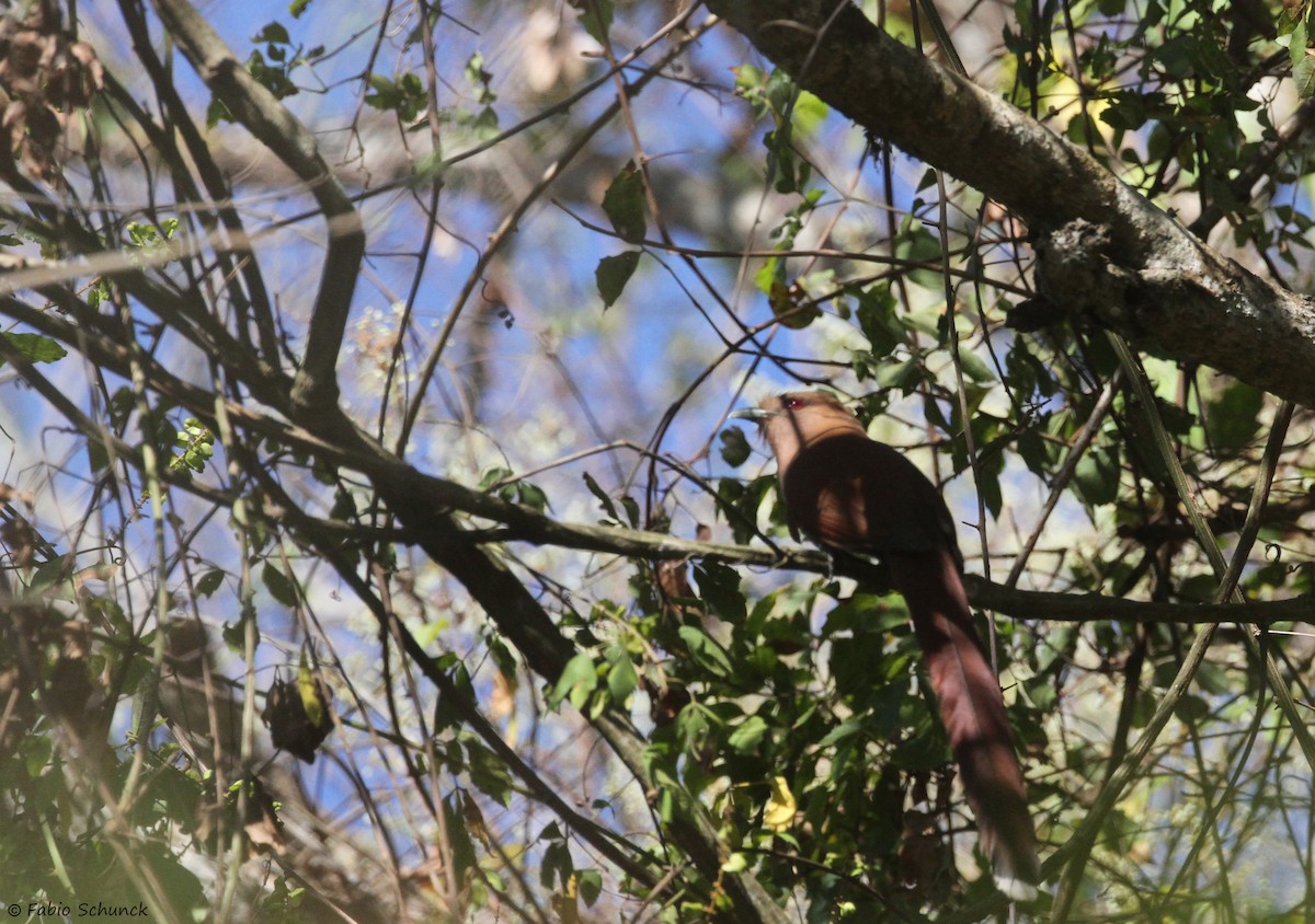 Squirrel Cuckoo - ML641131988
