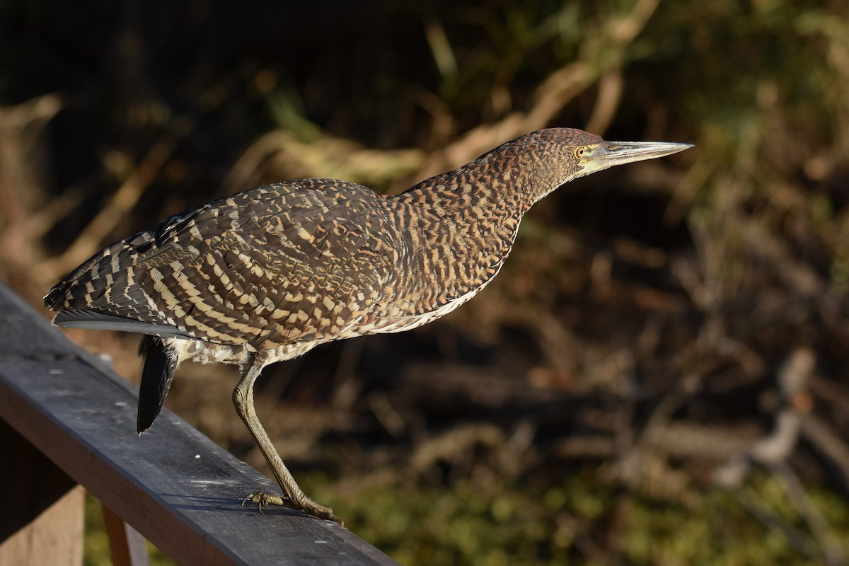Rufescent Tiger-Heron - ML641131992