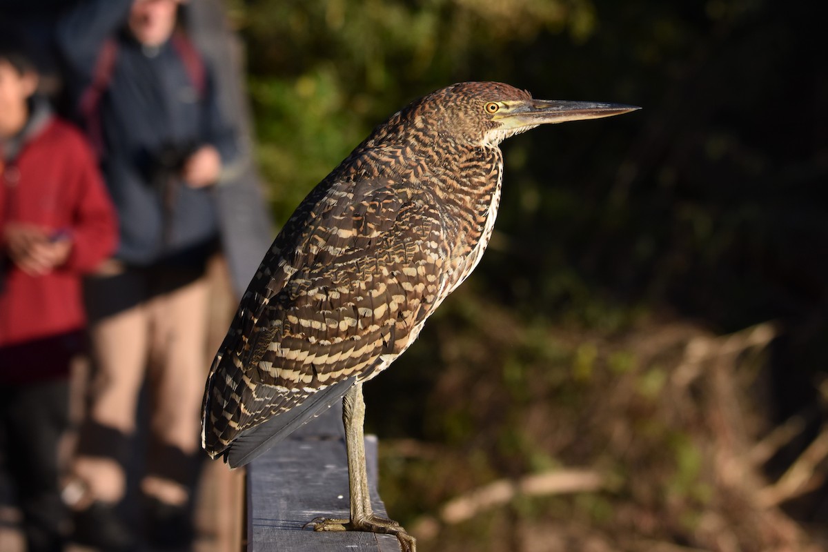 Rufescent Tiger-Heron - ML641131994