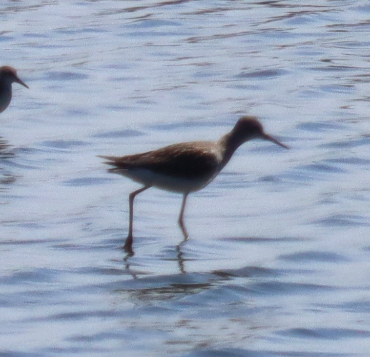 Greater Yellowlegs - ML641131995