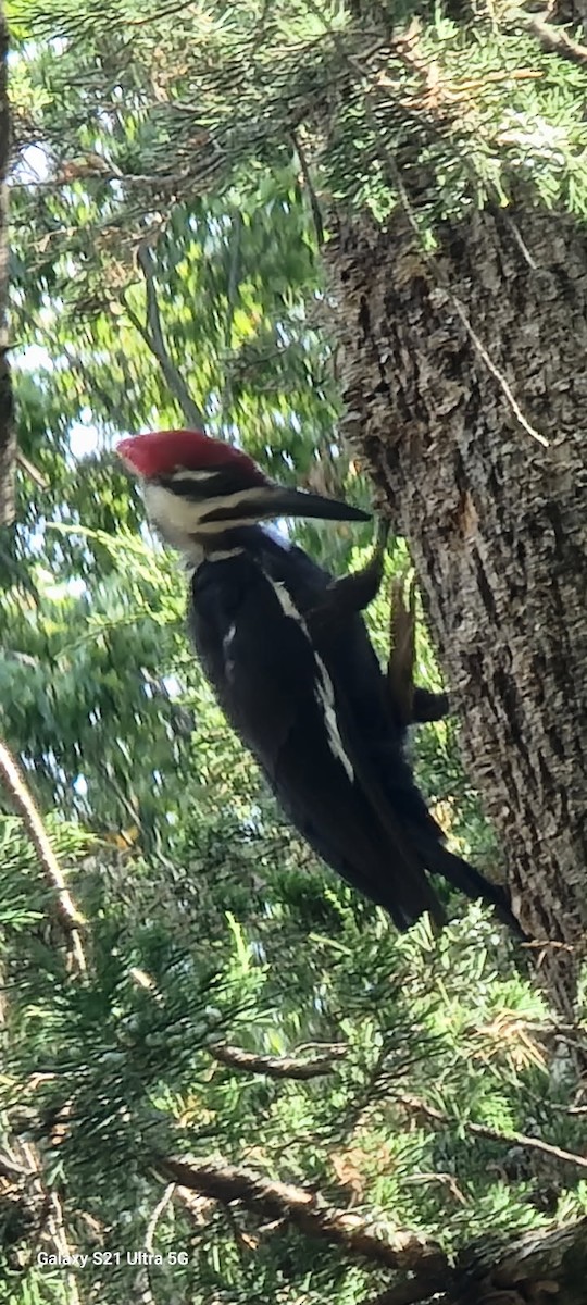 Pileated Woodpecker - ML641131999