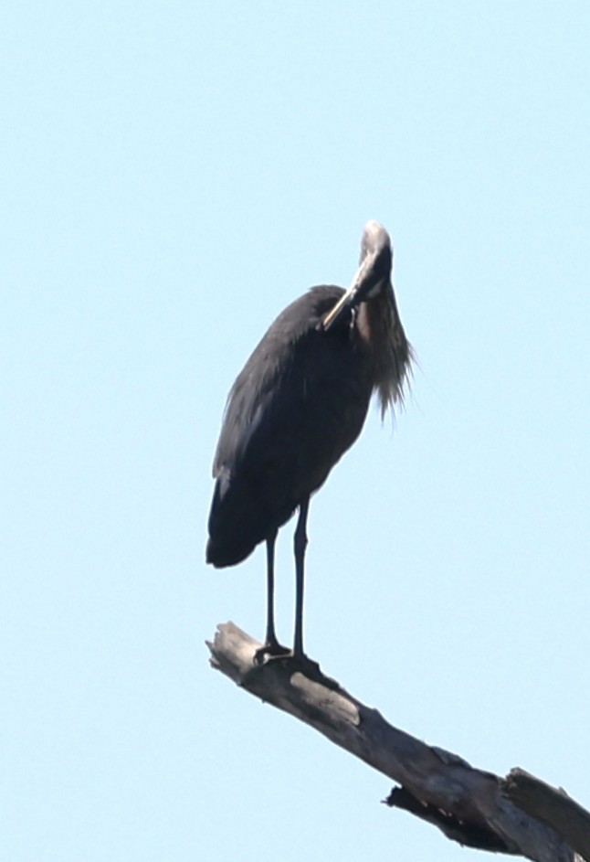 Great Blue Heron (Great Blue) - ML641132004