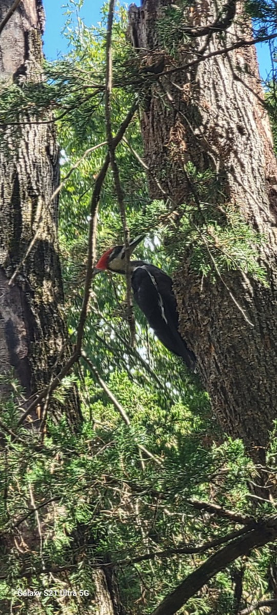 Pileated Woodpecker - ML641132011