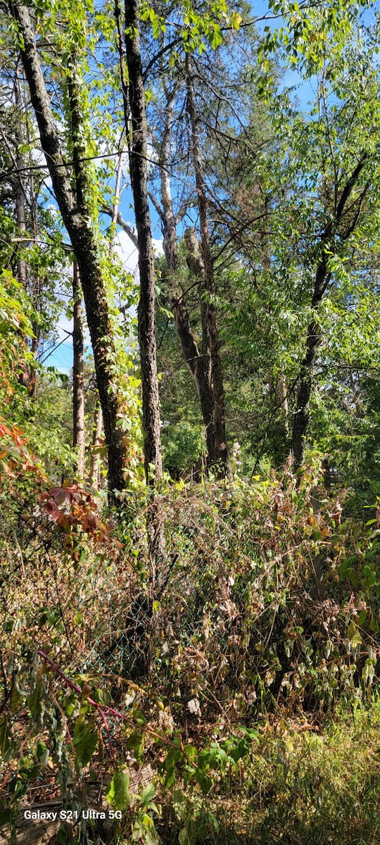 Pileated Woodpecker - ML641132013