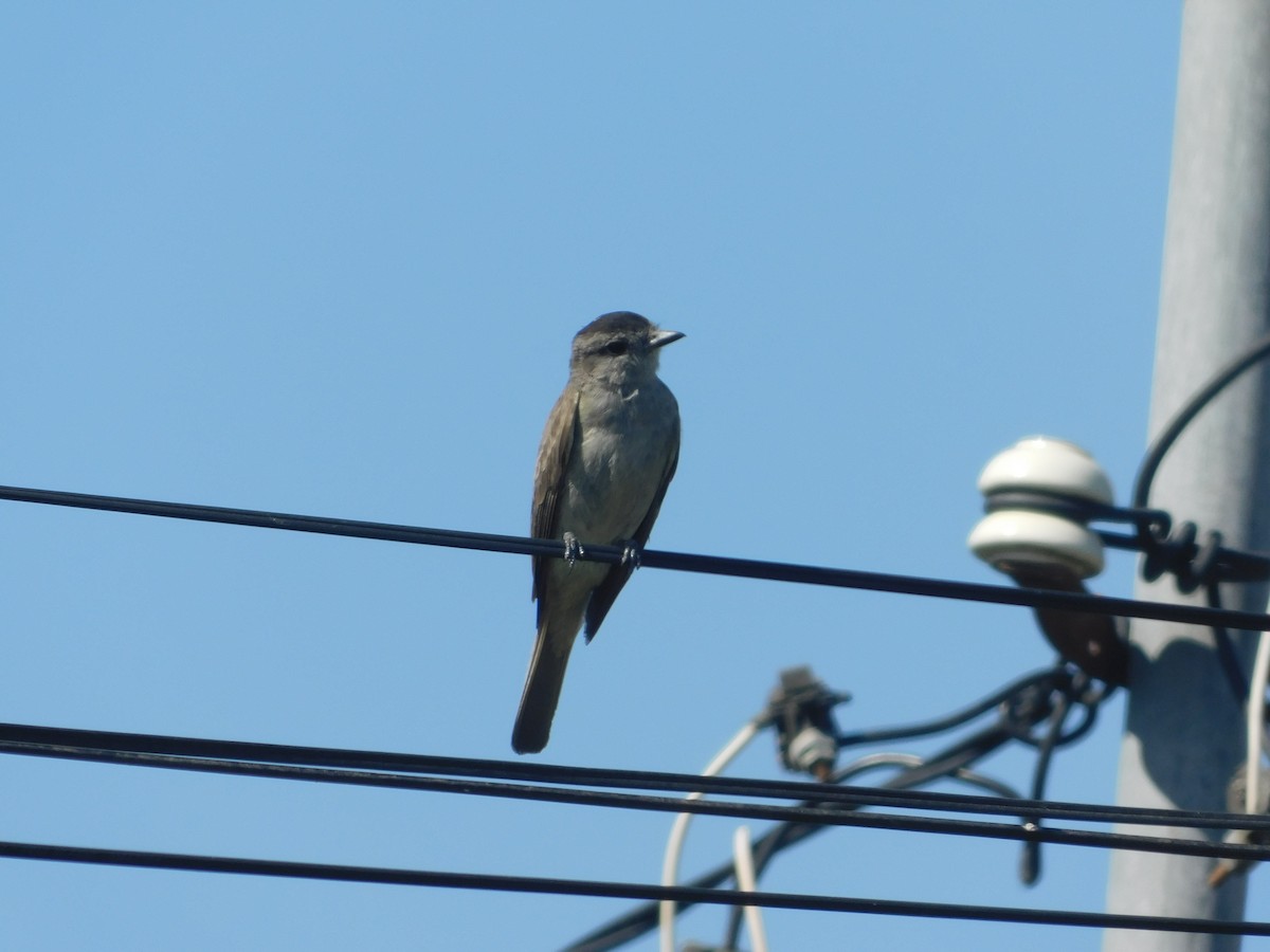 Crowned Slaty Flycatcher - ML641132016