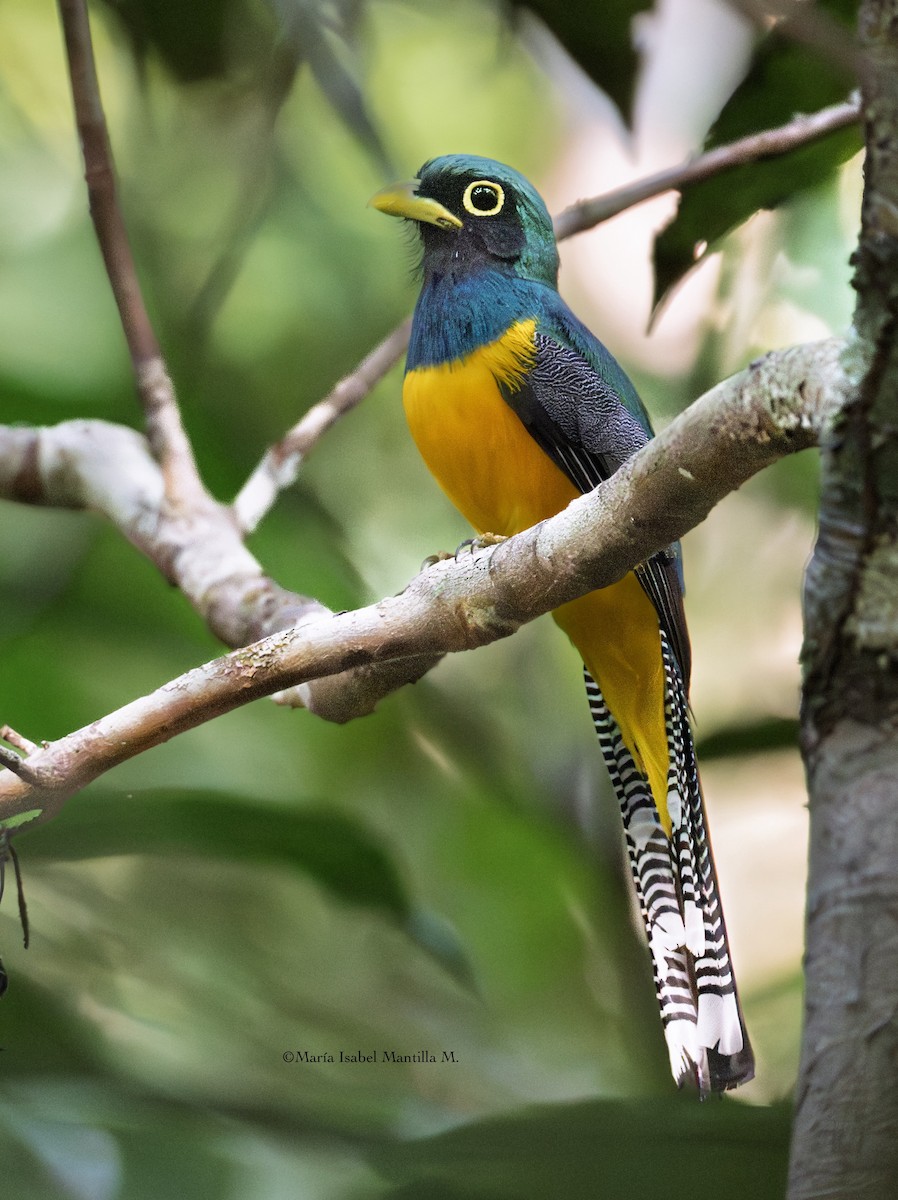 Amazonian Black-throated Trogon - ML641132027