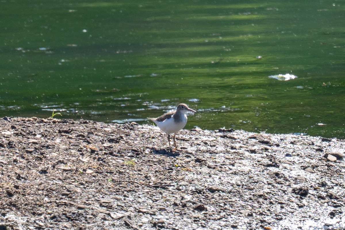 Spotted Sandpiper - ML641132030