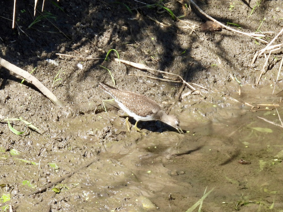 Solitary Sandpiper - ML641132031