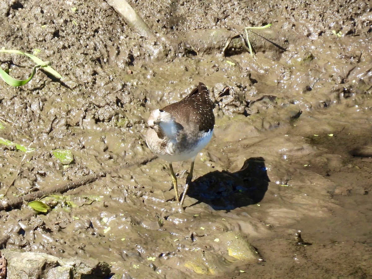 Solitary Sandpiper - ML641132032