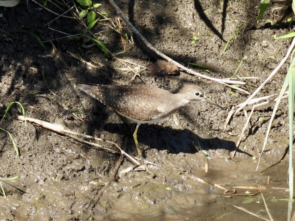 Solitary Sandpiper - ML641132033