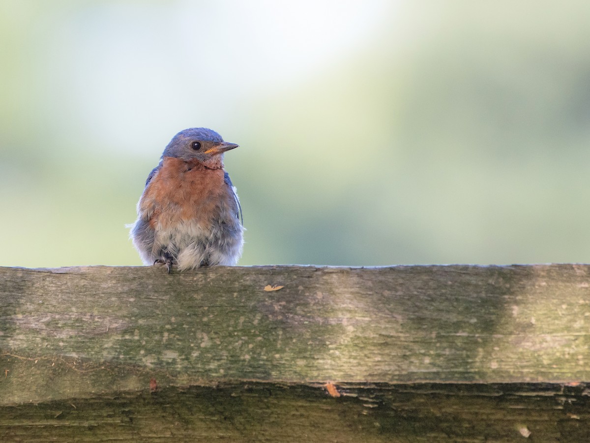 Eastern Bluebird - ML641132066