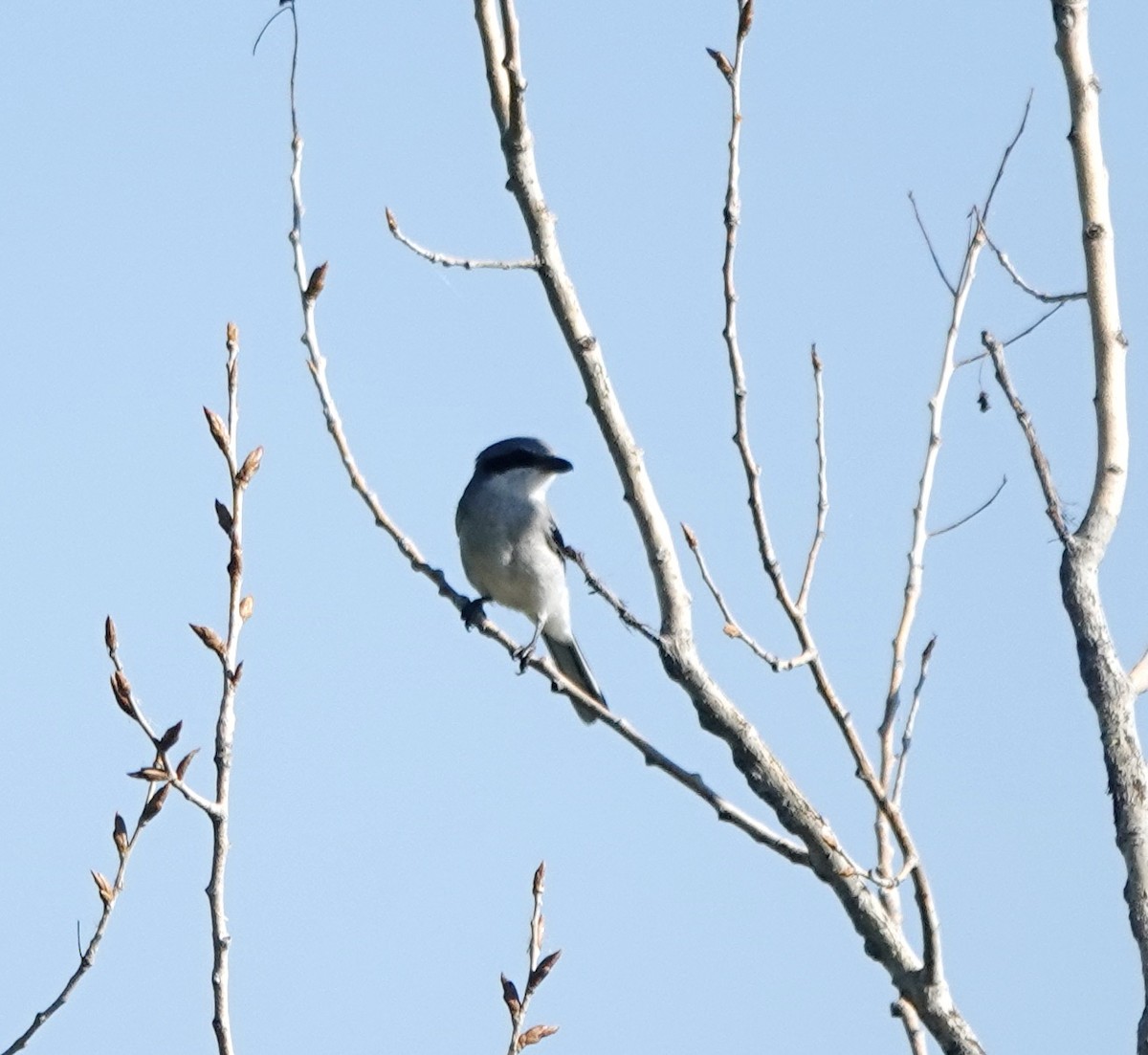 Loggerhead Shrike - ML641132092