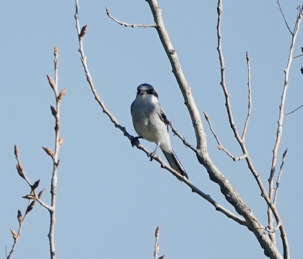 Loggerhead Shrike - ML641132101