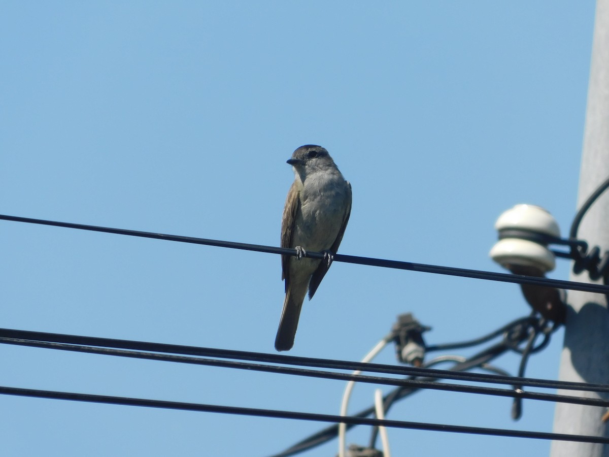 Crowned Slaty Flycatcher - ML641132114