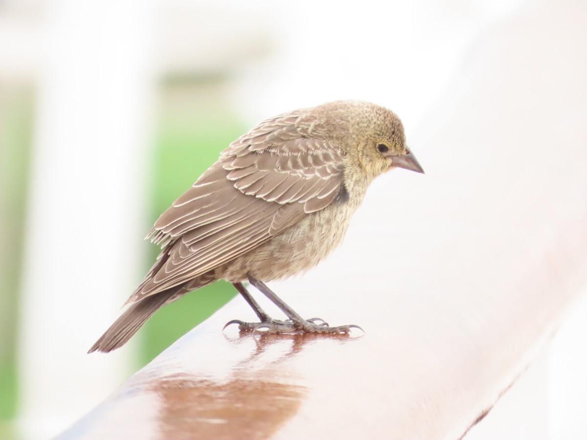 Brown-headed Cowbird - ML641132120