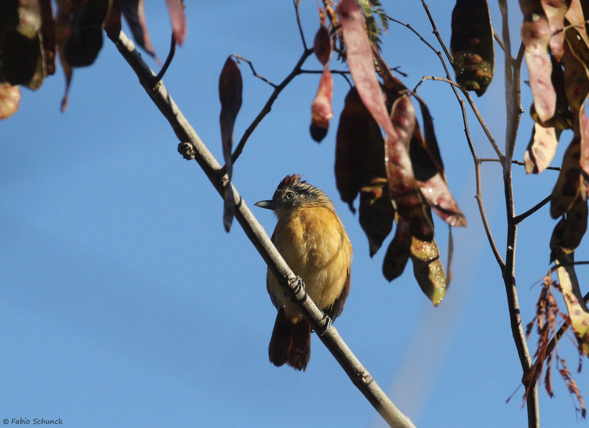 Barred Antshrike - ML641132138