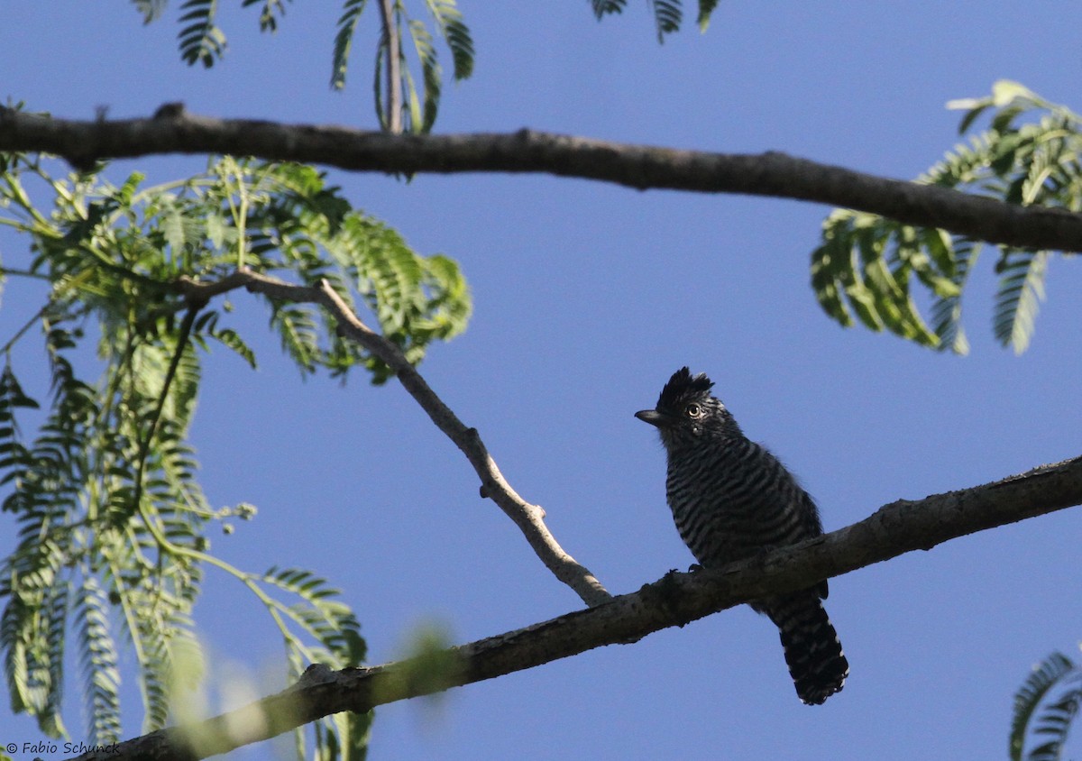 Barred Antshrike - ML641132139