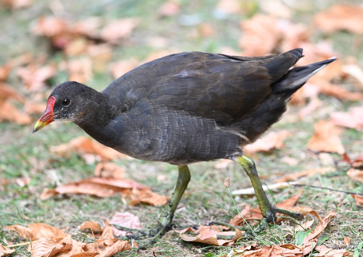 Uroilo arrunta - ML641132169