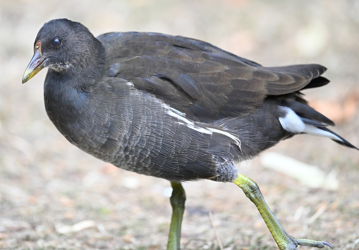 Uroilo arrunta - ML641132173