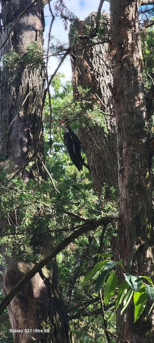 Pileated Woodpecker - ML641132186