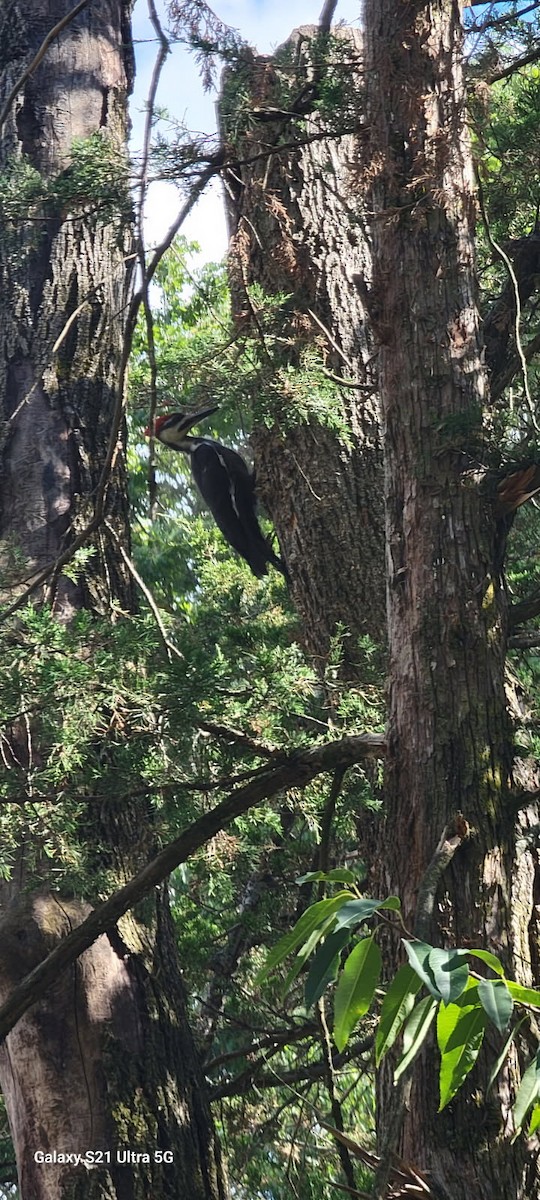 Pileated Woodpecker - ML641132203