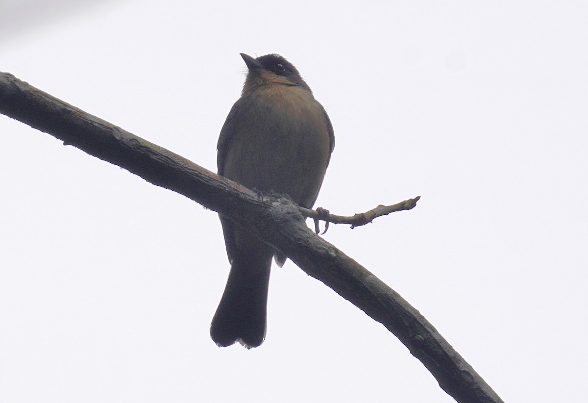 Black-goggled Tanager - ML641132233