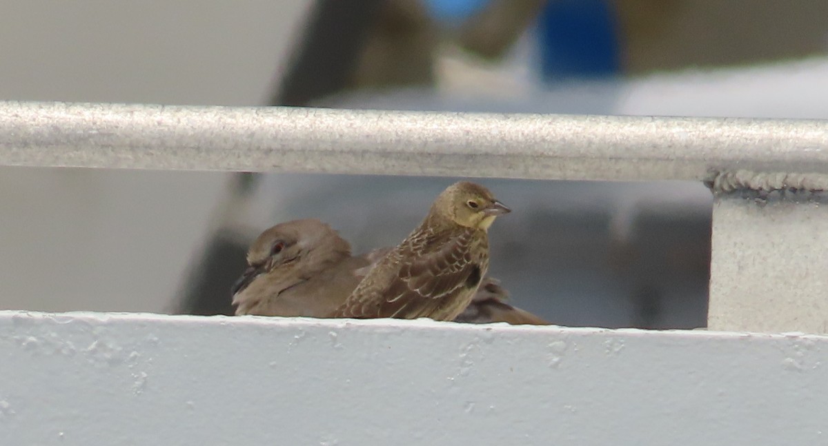 Brown-headed Cowbird - ML641132251