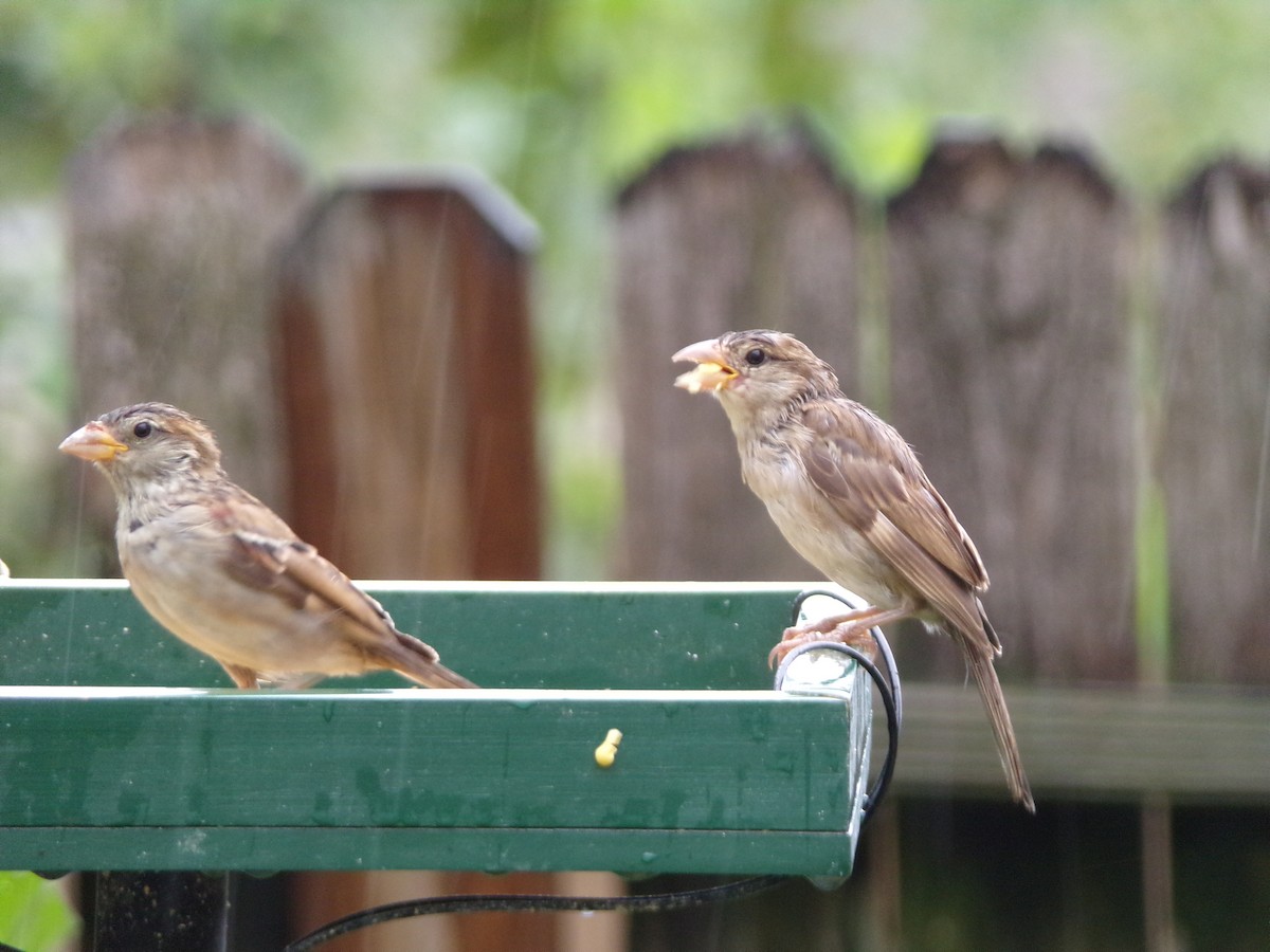 House Sparrow - ML641132308
