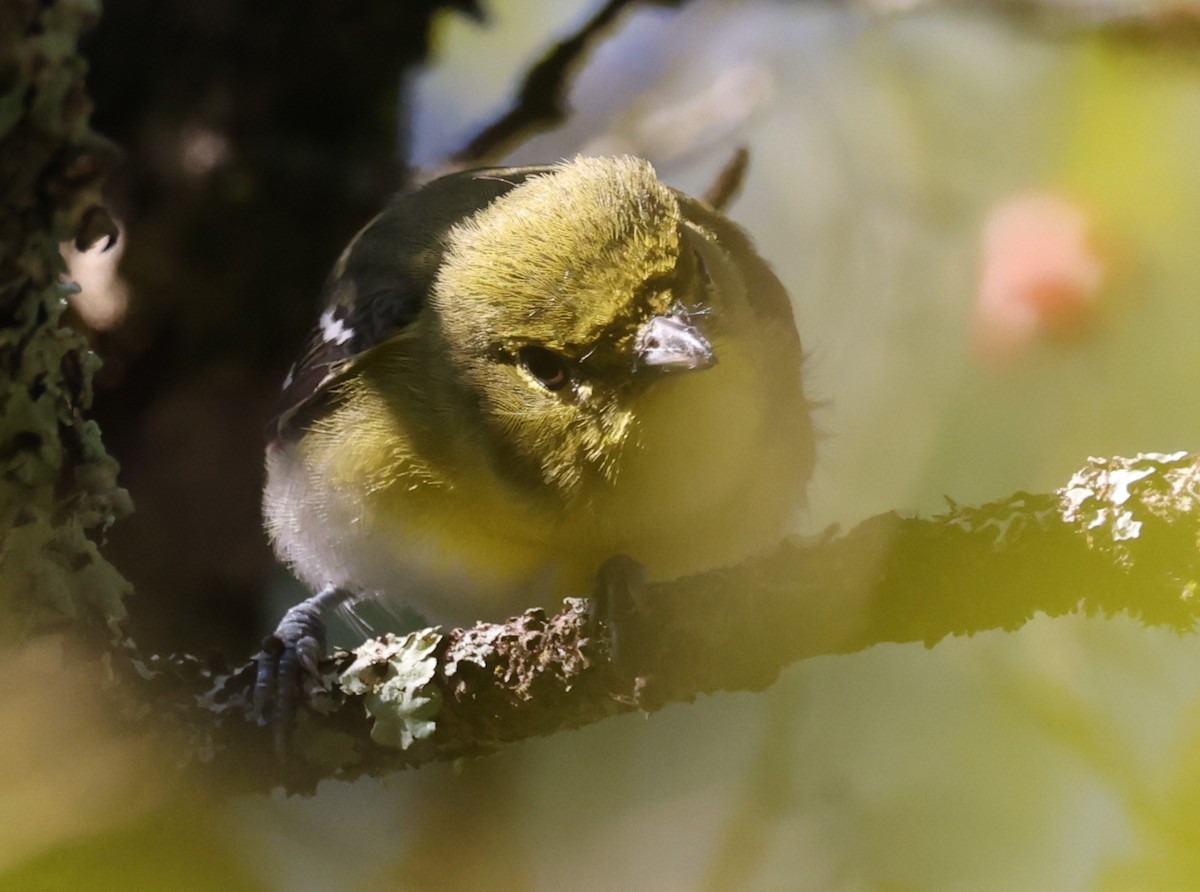 Yellow-throated Vireo - ML641132328