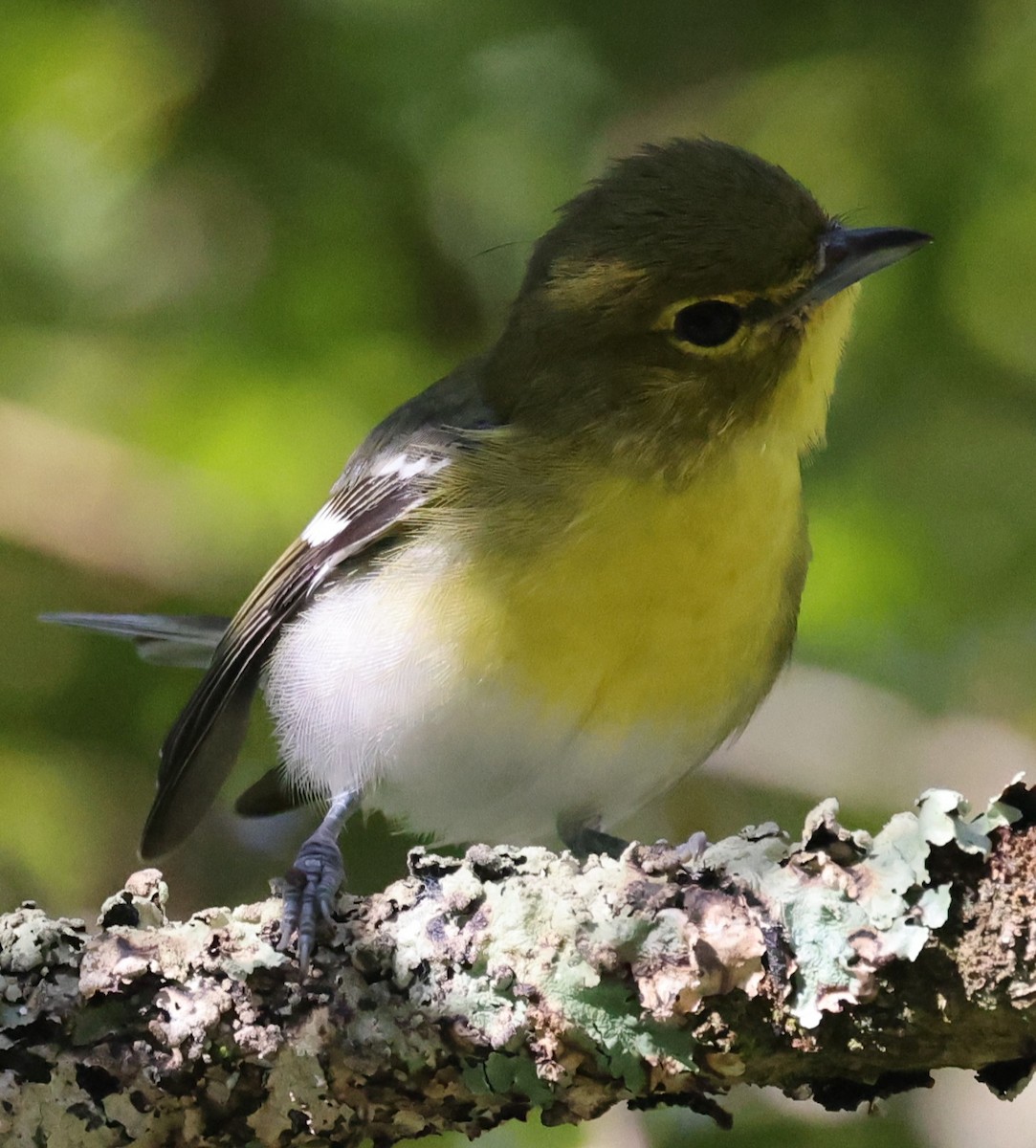 Yellow-throated Vireo - ML641132329