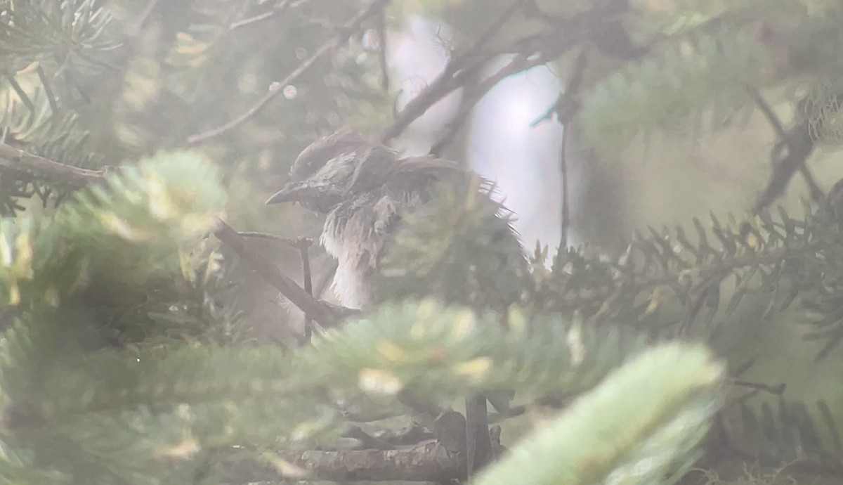 Boreal Chickadee - ML641132341