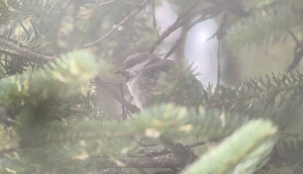 Boreal Chickadee - ML641132342