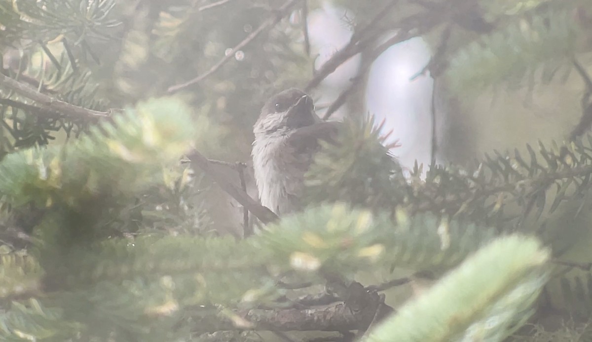 Boreal Chickadee - ML641132343
