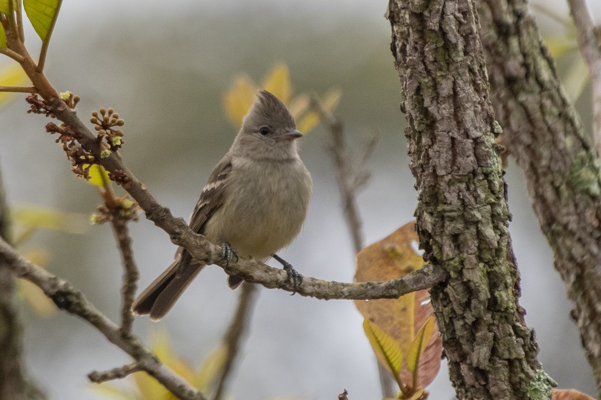 Plain-crested Elaenia - ML641132348