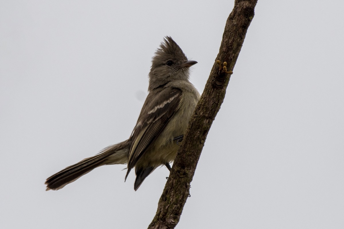 Plain-crested Elaenia - ML641132349