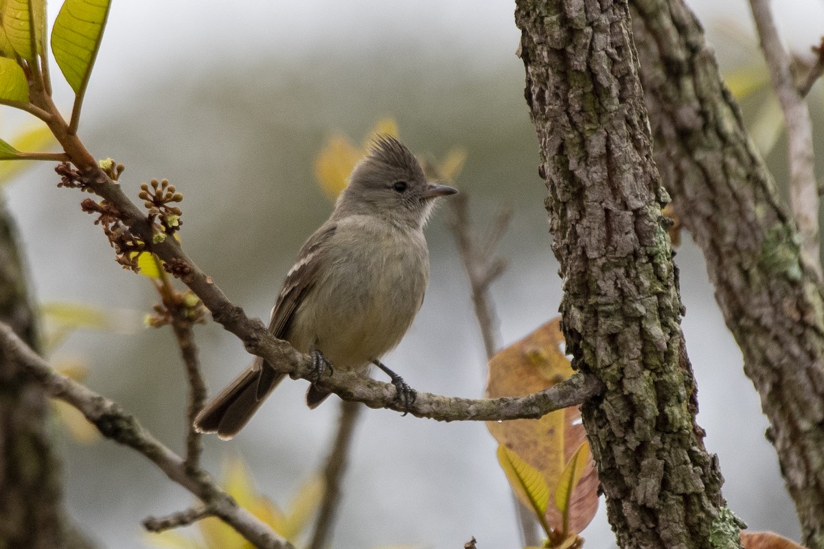 Plain-crested Elaenia - ML641132350
