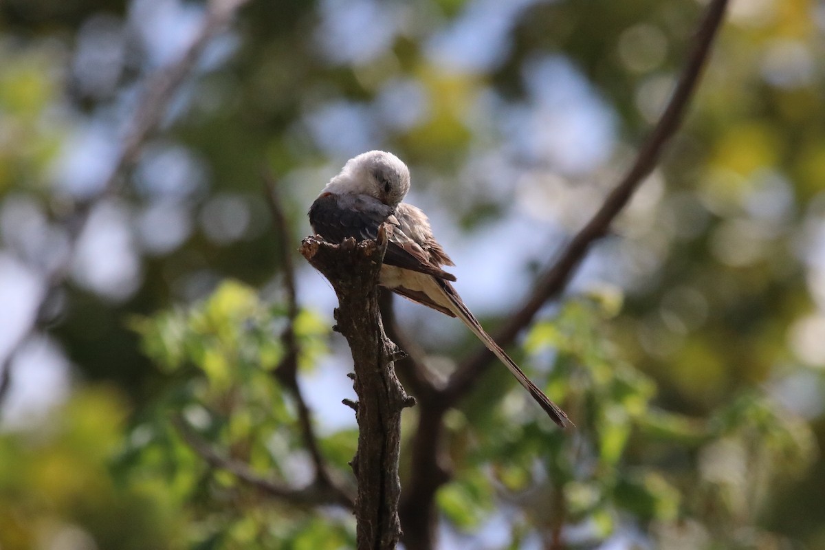 Scissor-tailed Flycatcher - ML641132370