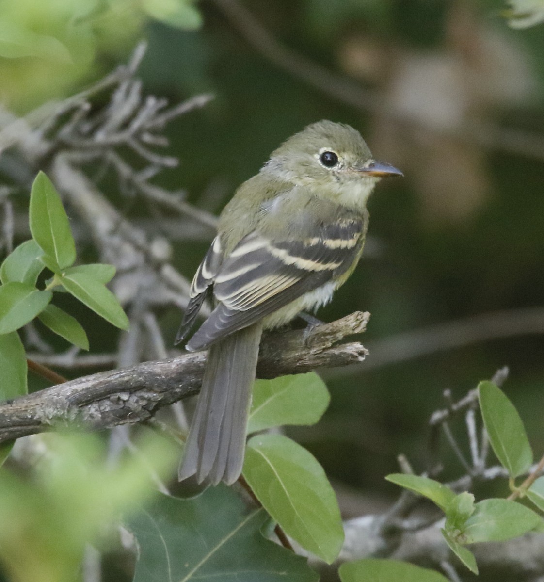 Acadian Flycatcher - ML641132374