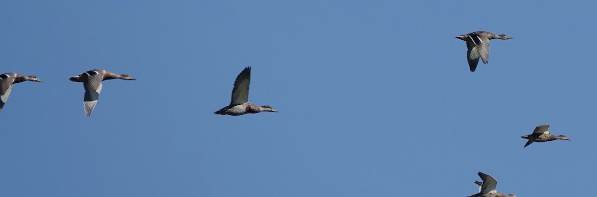Mallard - ML641132380