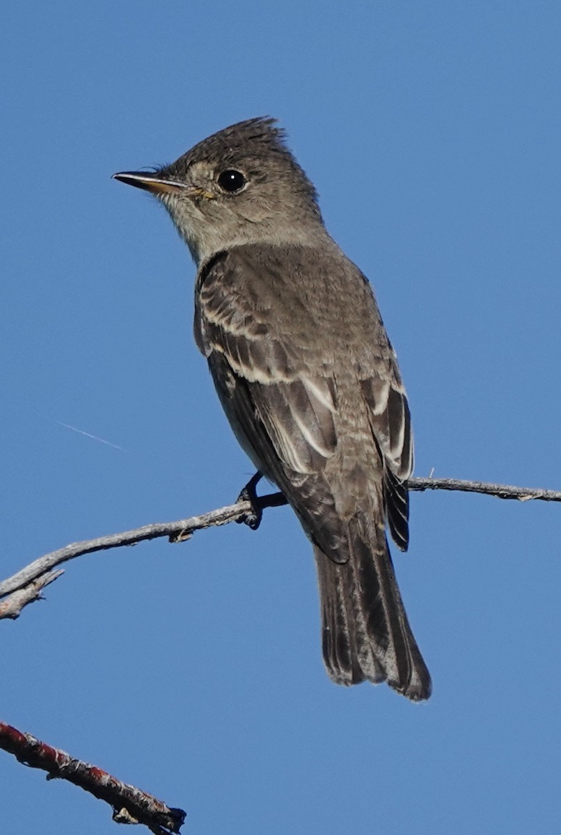 Western Wood-Pewee - ML641132438