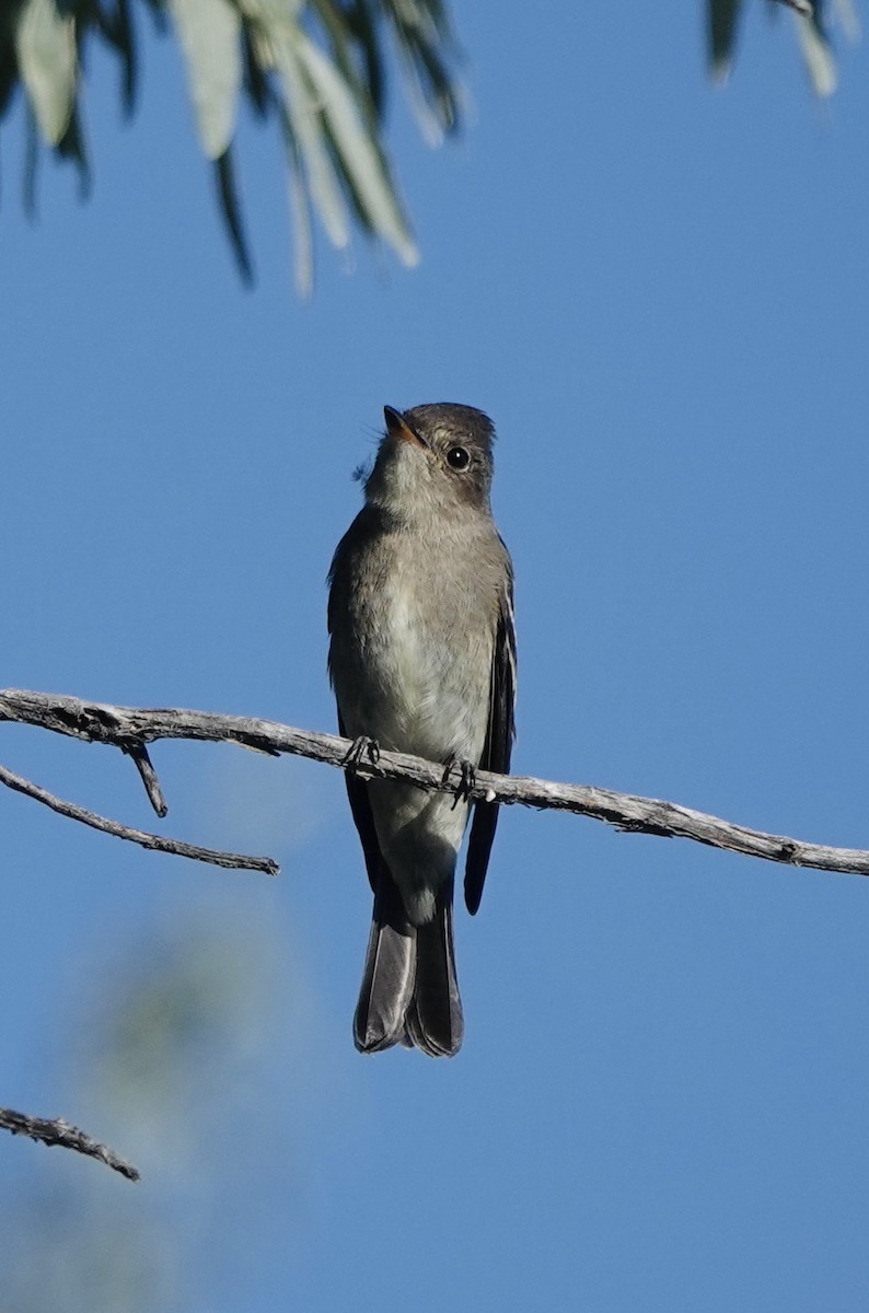 Western Wood-Pewee - ML641132440