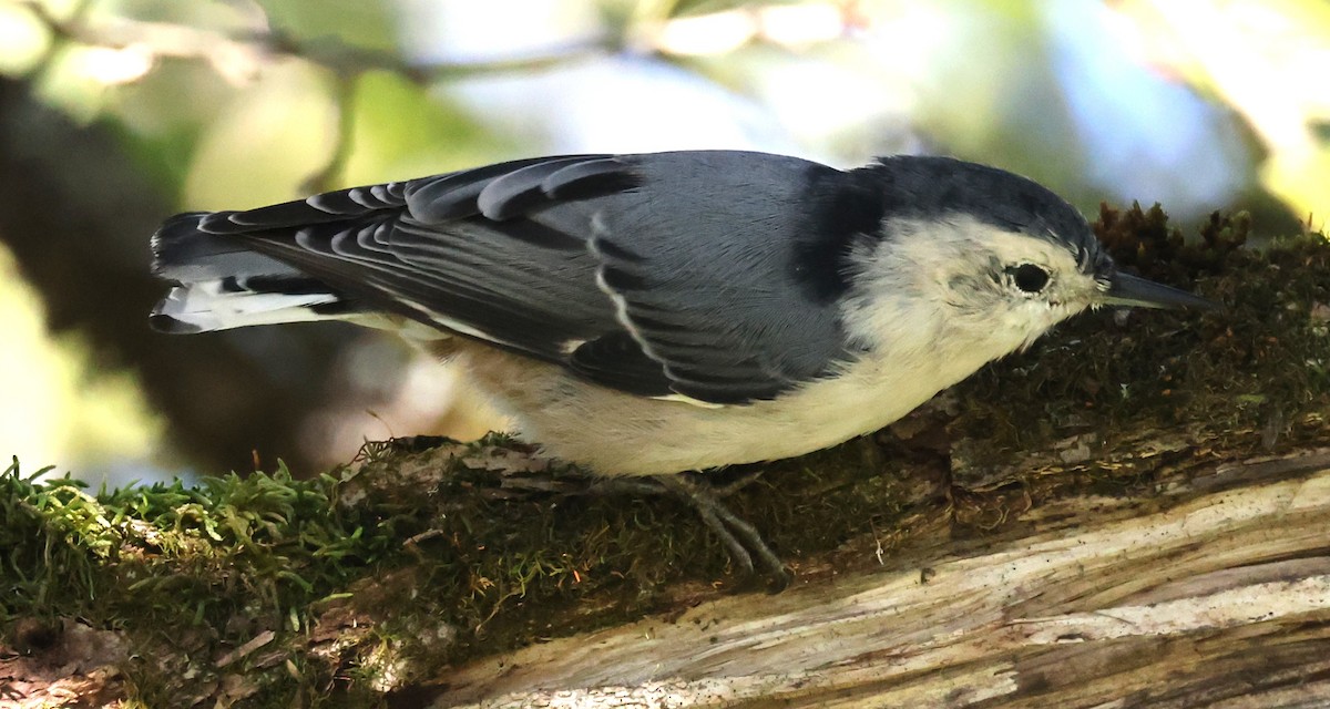 White-breasted Nuthatch (Eastern) - ML641132454