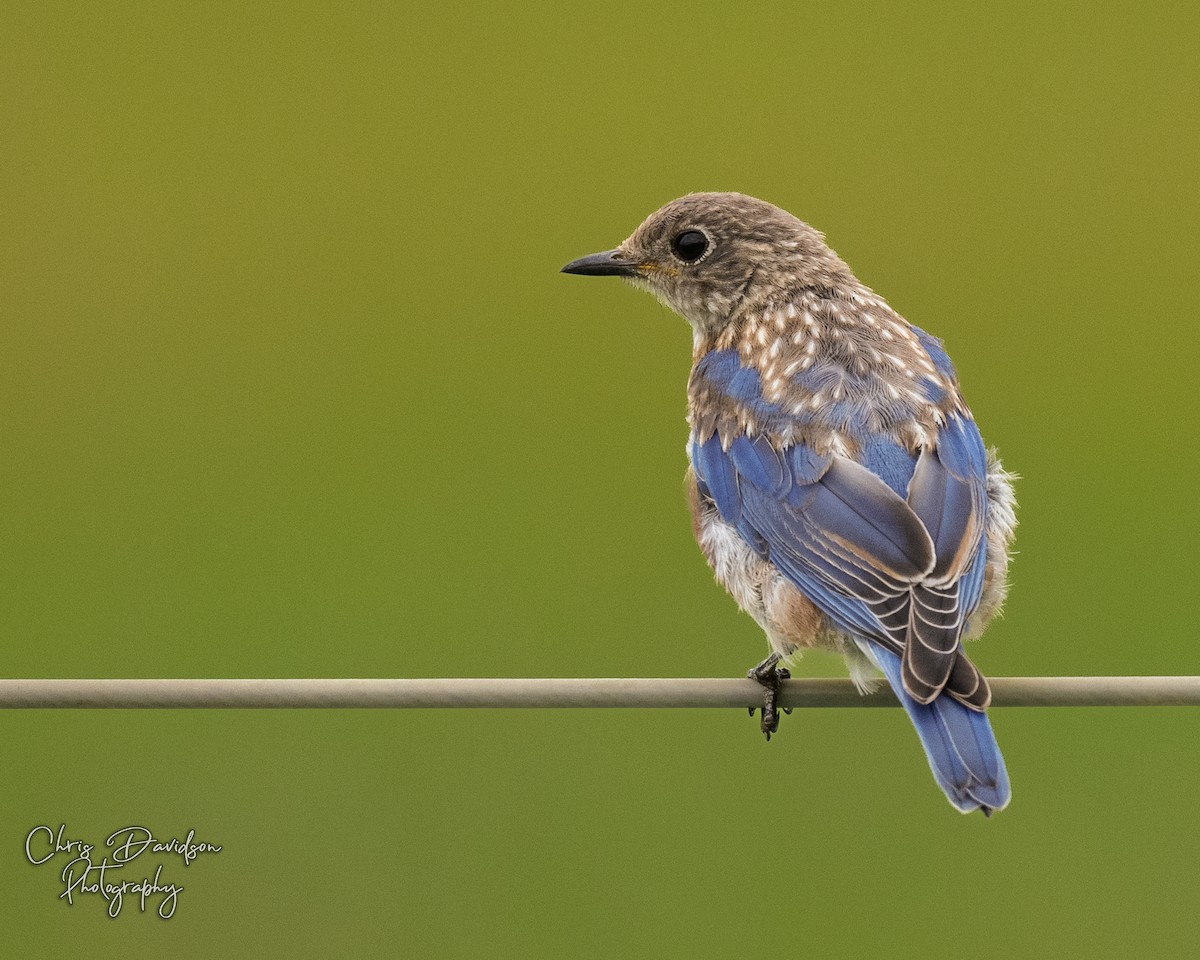 Eastern Bluebird - ML641132460