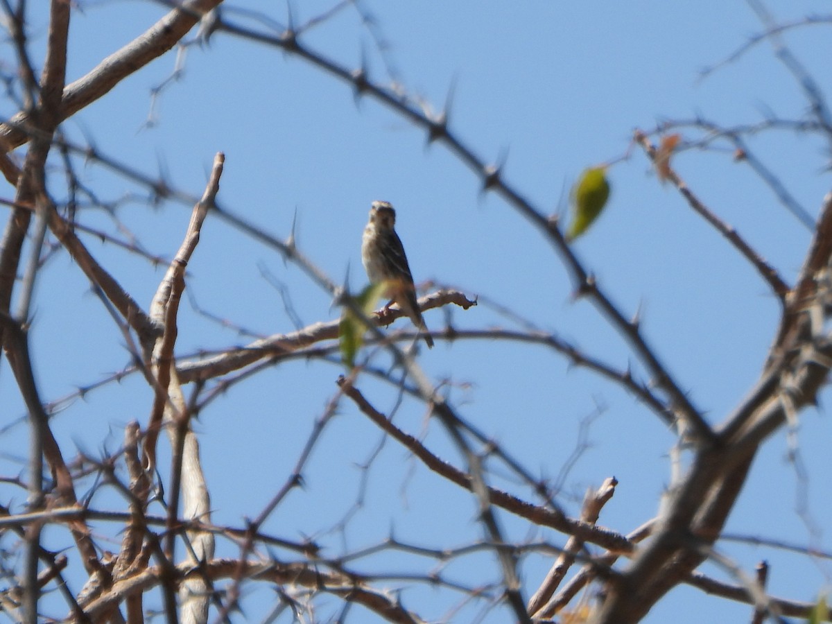 Reichenow's Seedeater - ML641132466