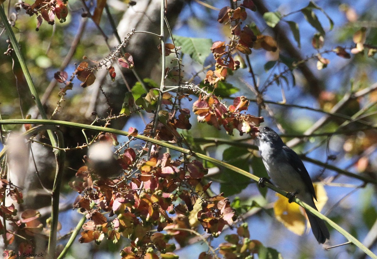 White-bellied Seedeater - ML641132475