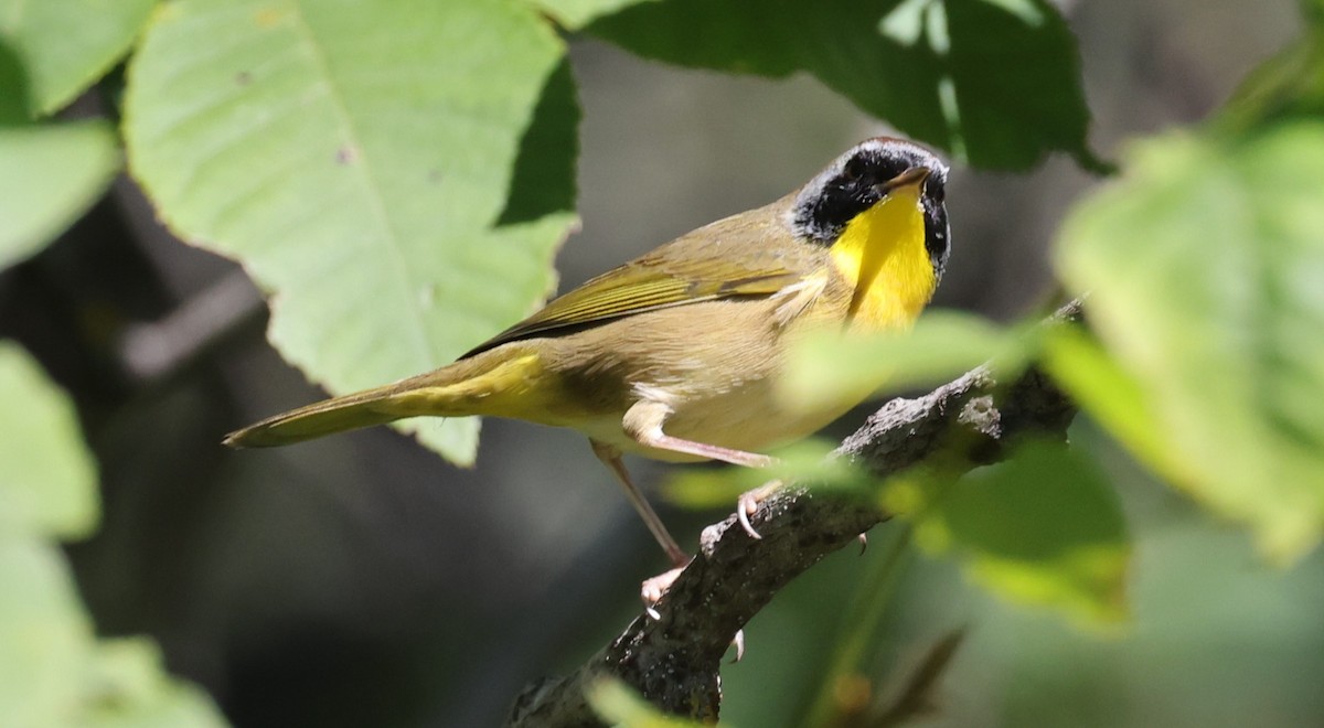 Paruline masquée - ML641132506