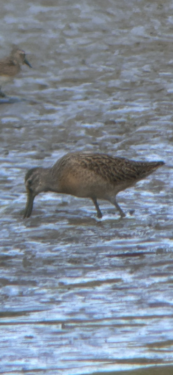 Agujeta Gris - ML641132524