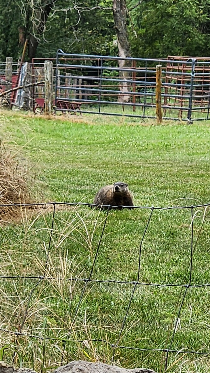 Groundhog - ML641132525