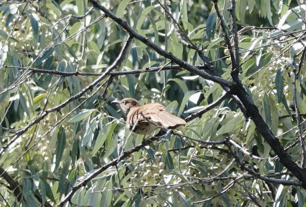 Brown Thrasher - ML641132529